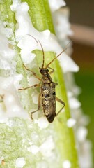 Close-up of a small, brownish-gray beetle on a plant stem, covered in white, fuzzy substance