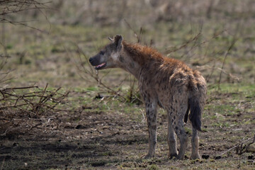 Portrait of a spotted hyena dominant female in the African savannah