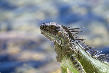 South Beach è un vivace quartiere situato all'estremità meridionale di Miami Beach. Nota per le...