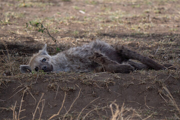 Spotted hyena lying down and resting in the African savannah