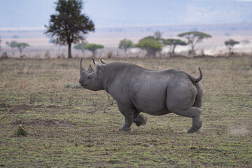Black rhinoceros happily running in the african bush. Diceros bicornis, also called the black rhino or the hooked-lip rhinoceros, is a species of rhinoceros native to East and Southern Africa © Riccardo Rolfini
