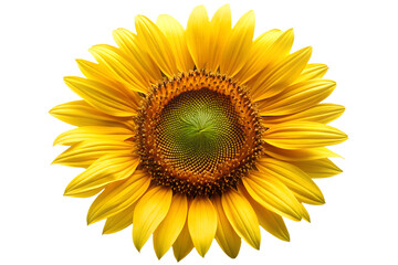 Fototapeta premium Vibrant Yellow Sunflower Blossom Isolated on Transparent Background for Design Use