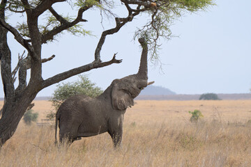 African Elephant eating an acacia tree