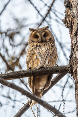 Long-eared owl (Asio otus), looking forward with wide opened eyes