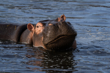 Fototapeta premium Hippopotamus close up in the water 