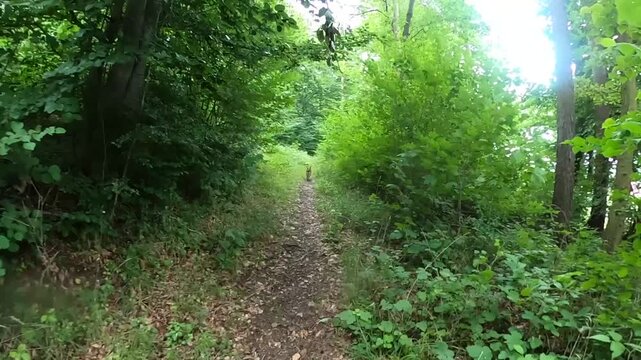 Corriendo por el bosque