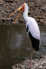 Yellow-billed stork standing with open bill in front of crocodiles of Serengeti national park 