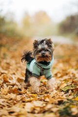 Cute Yorkshire Terrier Puppy in Autumn Park Wearing Warm Hoodie