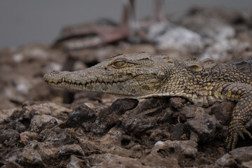 Cute nile crocodile baby portrait in a waterhole of Serengeti national park, in a perfectly mimetic environment 
