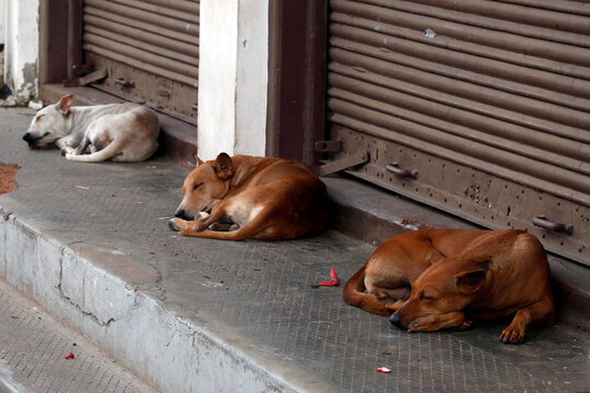 stray dogs or street dogs in public places as social issue
