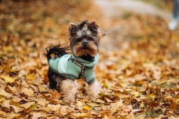 Cute Yorkshire Terrier Puppy in Autumn Park Wearing Warm Hoodie