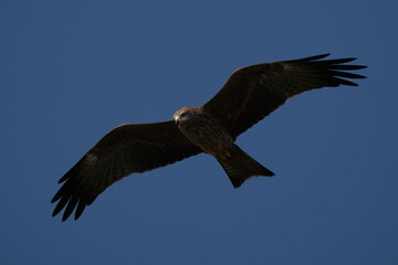 Black kite flying and hunting on blue sky