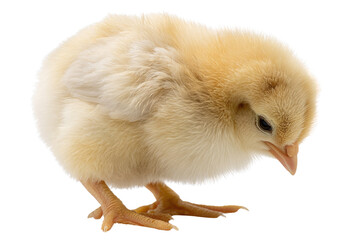 Obraz premium Adorable fluffy yellow chick, small, cute, isolated on transparent background. background removed