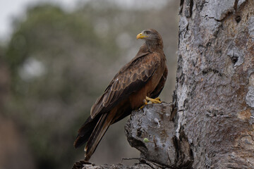 Black kite portrait on a tree