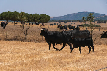 Photograph of a black bull standing in a dry grass field inside a fenced farm. The image captures the strength and majesty of the animal, typical of traditional livestock farming in rural Spain.