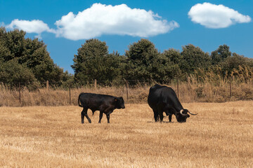 Fototapeta premium Photograph of a black bull standing in a dry grass field inside a fenced farm. The image captures the strength and majesty of the animal, typical of traditional livestock farming in rural Spain.