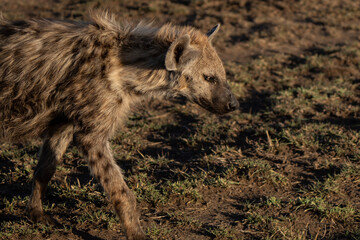 Intense close up of a spotted hyena dominant female in the African savannah