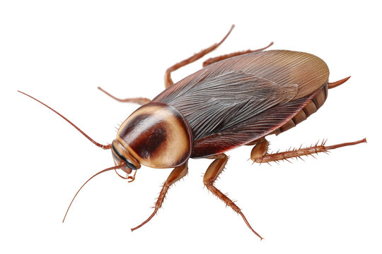 Detailed close-up of brown cockroach on white background, cut out