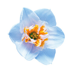 Blue-orange daffodil flower isolated on white background. Beautiful composition for advertising and packaging design in the garden business