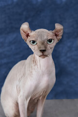 Closeup of Rare Elf Cat. Wrinkled Skin and Distinctive Ears Highlight Exotic Appearance.