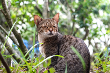 Exotic cat Savannah Cat Sitting Gracefully Among Leaves