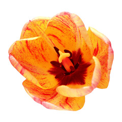 Striped yellow-red tulip flower isolated on white background. Beautiful composition for advertising and packaging design in the garden business