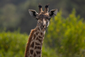 Giraffe portrait, in the stunning african bush in Tanzania