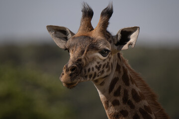 The perfection of the giraffe, in this emotioning portrait. Ossicones, nose, facial spots and eyes are well visibile