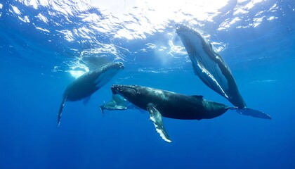 Fototapeta premium Humpback whales interacting underwater