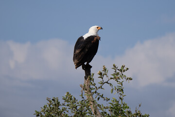 African fish eagle on the top of a tree hunting in African wetland 