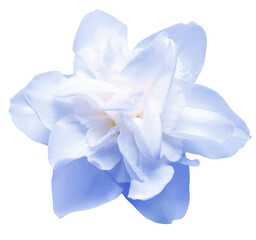 Blue narcissus isolated on white background. Flowers card