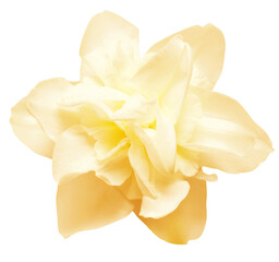 Yellow narcissus isolated on white background. Flowers card