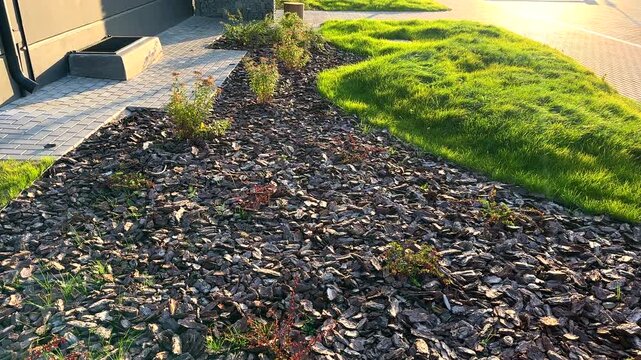 Pine bark for mulching soil on lawn in landscape design. Pine bark mulch plants at sidewalk in urban spaces. Composted Bark. Ornamental mulch for landscaping. Shrubs planting in city street.