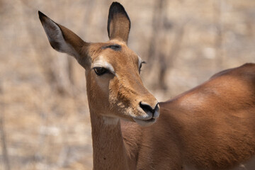 Portrait of an impala. The impala or rooibok is a medium-sized antelope found in eastern and southern Africa