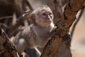 Baby of vervet monkey (Chlorocebus pygerythrus), or simply vervet, is an Old World monkey of the family Cercopithecidae native to Africa. Mostly herbivorous monkeys have black faces and grey body hair