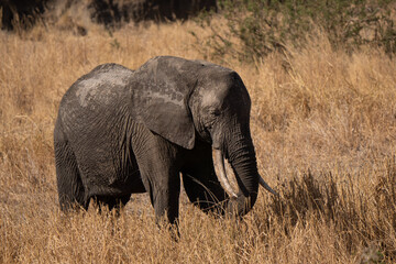 Fototapeta premium Big elephant walking in the african bush in Tanzania 