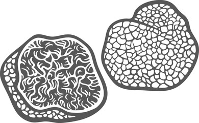 Truffle mushroom cut and whole, raw hand-drawn engraving isolated