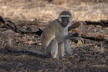 Adult vervet monkey (Chlorocebus pygerythrus), or simply vervet, is an Old World monkey of the family Cercopithecidae native to Africa. Mostly herbivorous monkeys have black faces and grey body hair