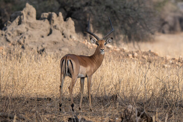 Male of impala with characteristic M. The impala or rooibok is a medium-sized antelope found in eastern and southern Africa