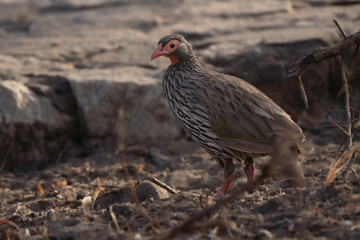 Grey-breasted spurfowl cute portrait in Tanzania national park 