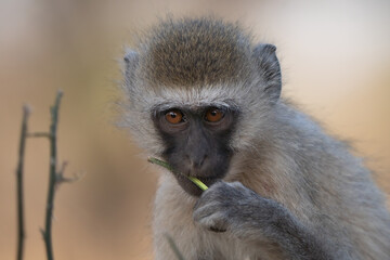 Adult vervet monkey (Chlorocebus pygerythrus), or simply vervet, is an Old World monkey of the family Cercopithecidae native to Africa. Mostly herbivorous monkeys have black faces and grey body hair