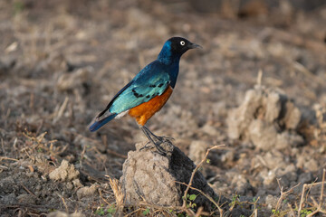 The superb starling (Lamprotornis superbus) is a member of the starling family of birds. It was formerly known as Spreo superbus. They are long-lived birds that can live over 15 years in captivity