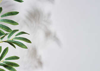 White background with blurred shadow from a branch with green leaves
