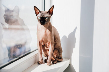 Elegant sphynx cat sitting on a window sill enjoying sunlight and observing surroundings