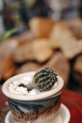 Small cactus in ceramic pot with white stones surrounded by wooden backdrop