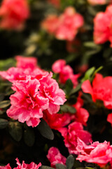 Vibrant pink flowers blooming in a garden during springtime