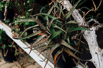 Close up view of spiky green plant in a garden setting with wooden background