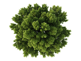 Fototapeta premium Lush green tree canopy viewed from above in natural environment on a transparent background, cut out