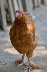 A brown chicken stands and looks straight at the camera on a farm.