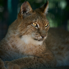 Portrait of a lynx with expressive yellow eyes and distinctive ear tufts